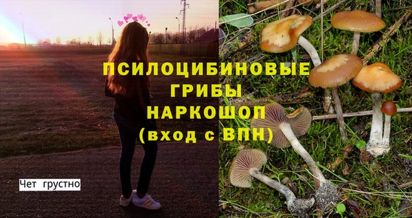 сатива Пересвет